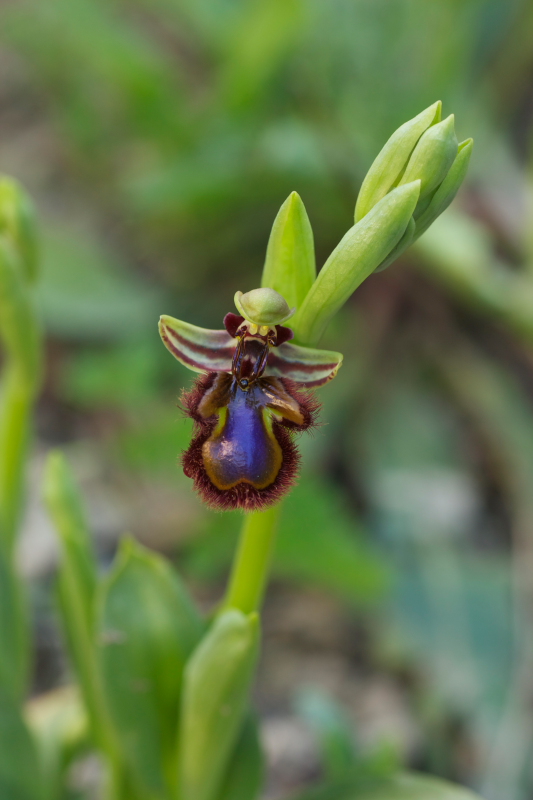 Ophrys speculum snob